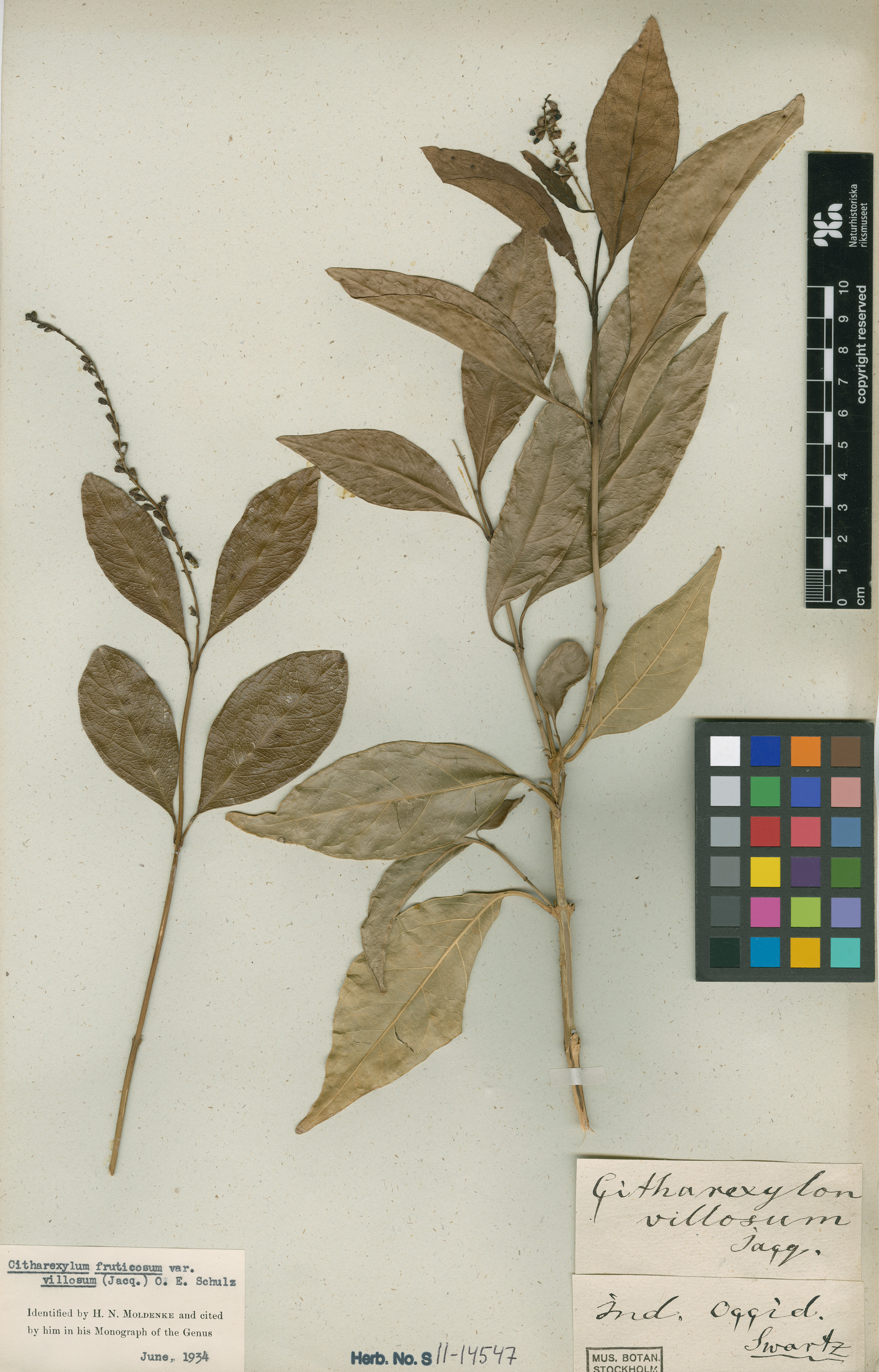 Herbarium Catalogue (S) Image of S1114547
