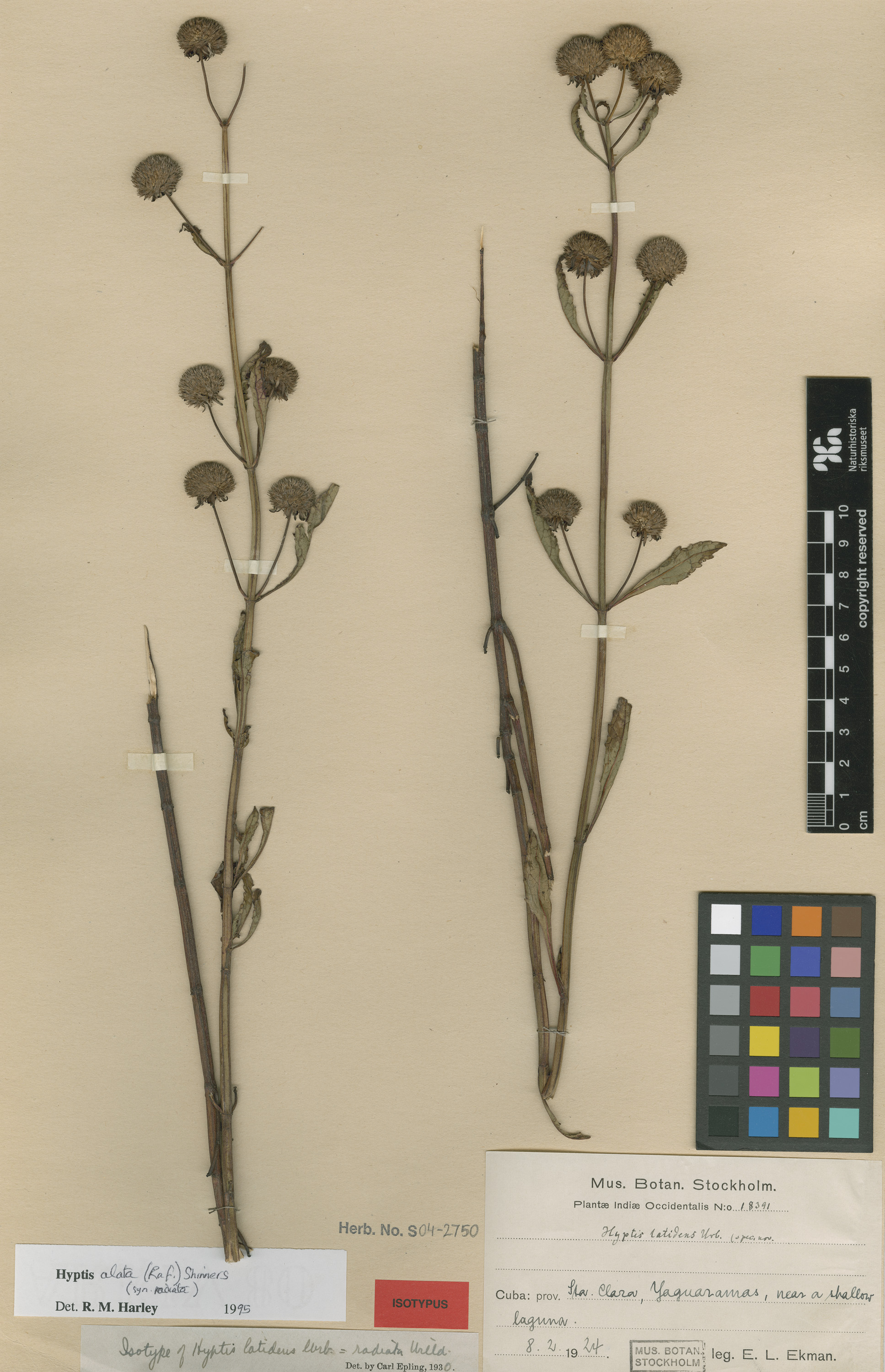 Herbarium Catalogue (S) Image of S042750
