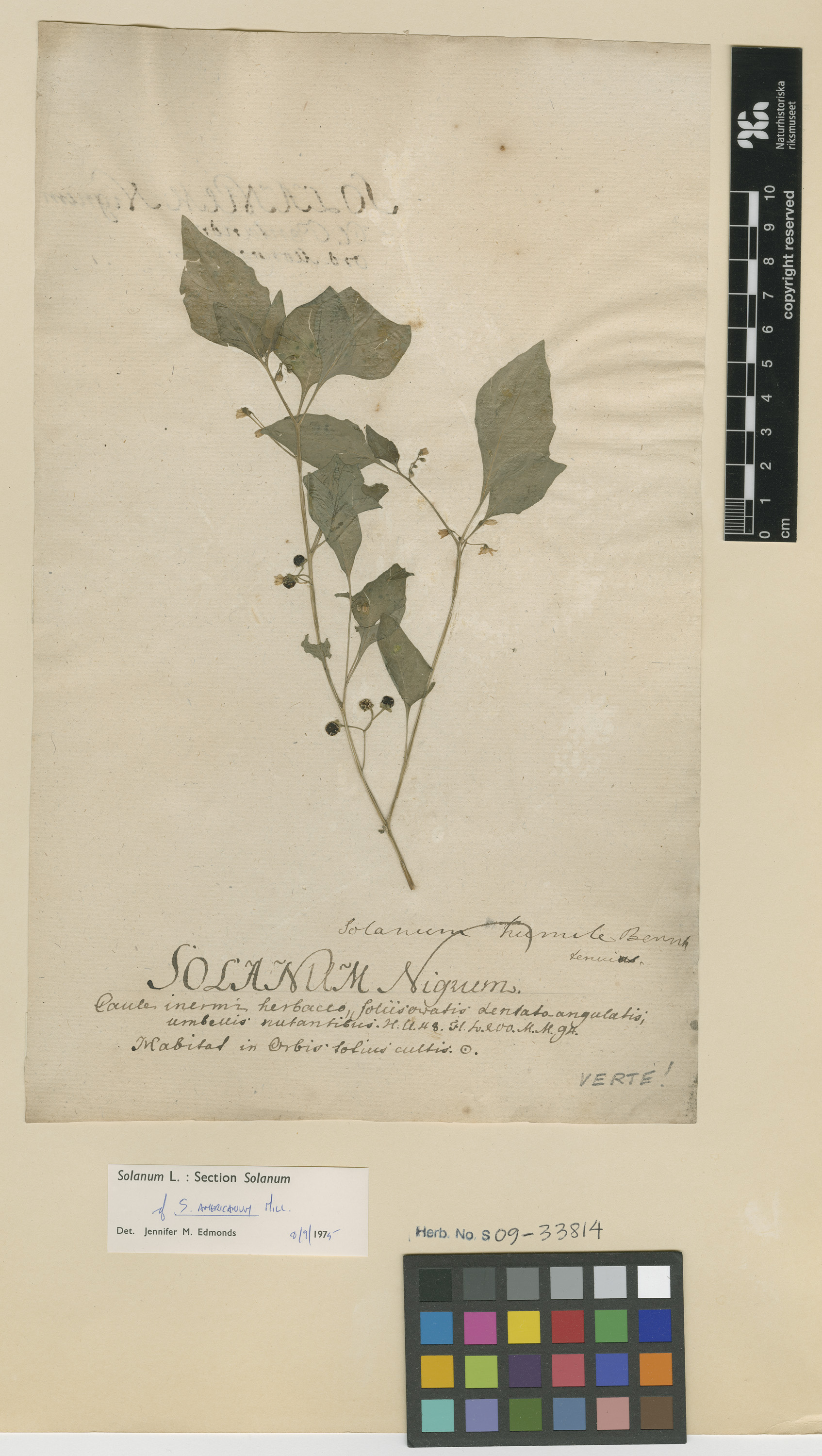 Herbarium Catalogue (S) Image of S0933814