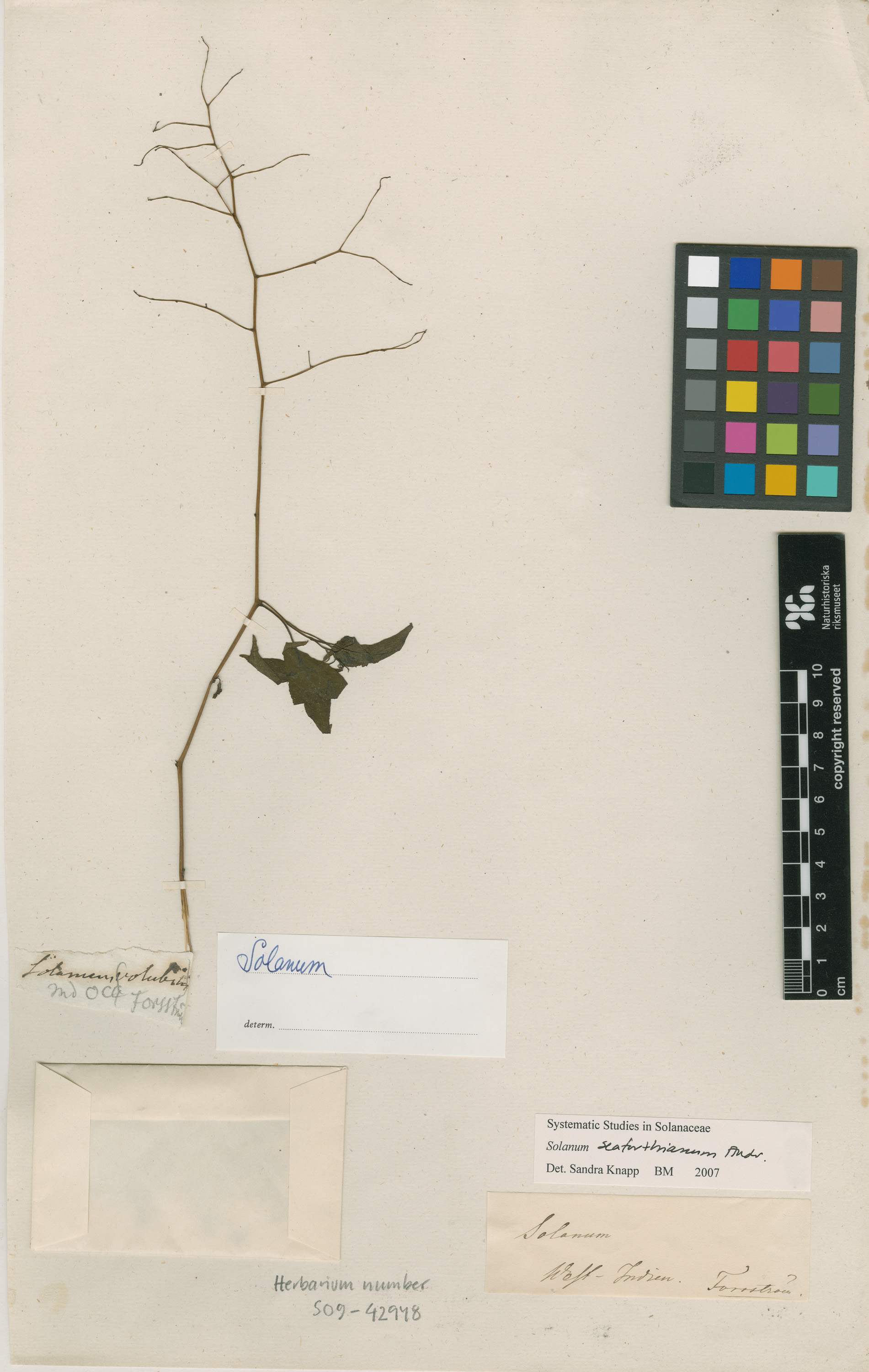 Herbarium Catalogue (S) Image of S0942948