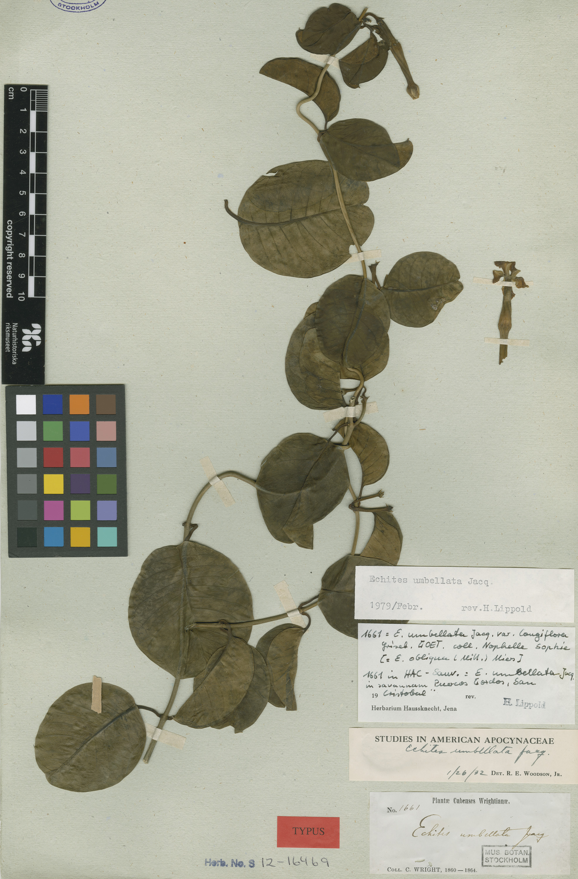 Herbarium Catalogue (S) Image of S1216469