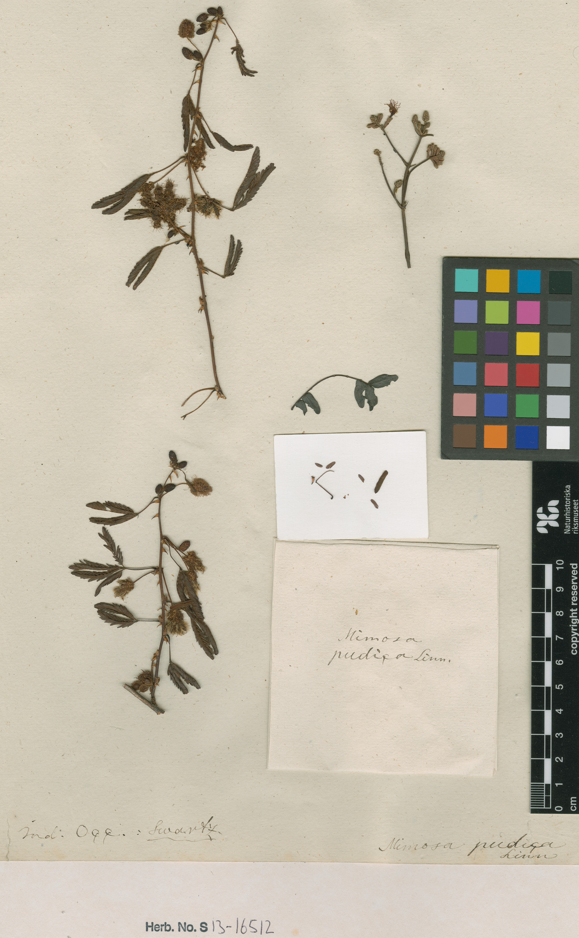 Herbarium Catalogue (S) Image of S1316512