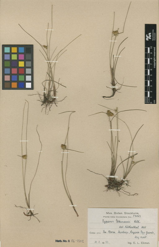 Herbarium Catalogue (S) Image of S061302