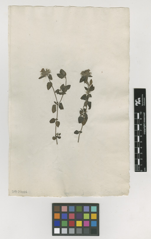 Herbarium Catalogue (S) Image of S0927026