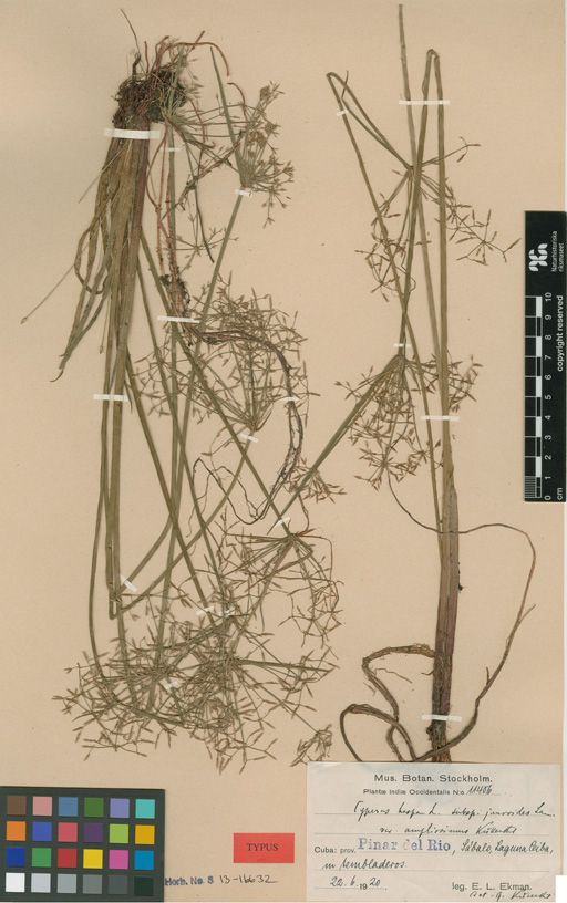 Herbarium Catalogue (S) Image of S1316632